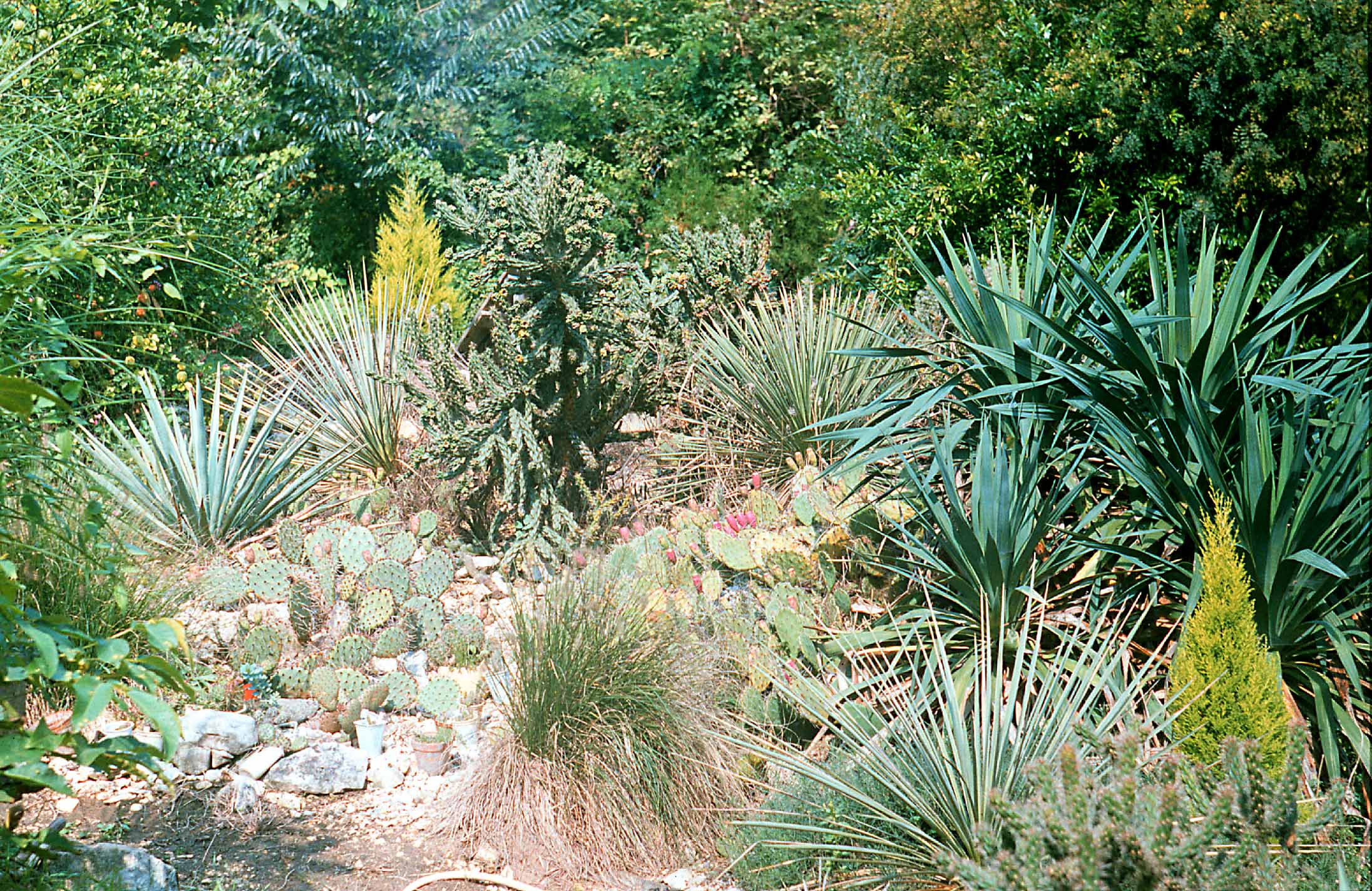 Tlll kaktuszos sziklakert